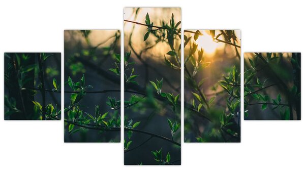 Obraz prosvítajícího slunce skrz větvičky stromů (125x70 cm)