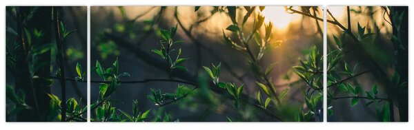 Obraz prosvítajícího slunce skrz větvičky stromů (170x50 cm)