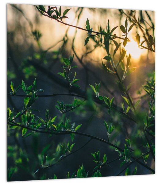 Obraz prosvítajícího slunce skrz větvičky stromů (30x30 cm)