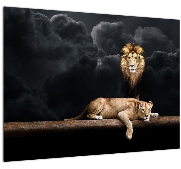 Obraz - Lev a lvice v oblacích (70x50 cm)