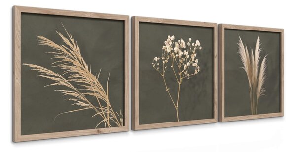 Obrazy v sadě 3 ks 30x30 cm Pampas – Styler