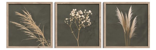 Obrazy v sadě 3 ks 30x30 cm Pampas – Styler