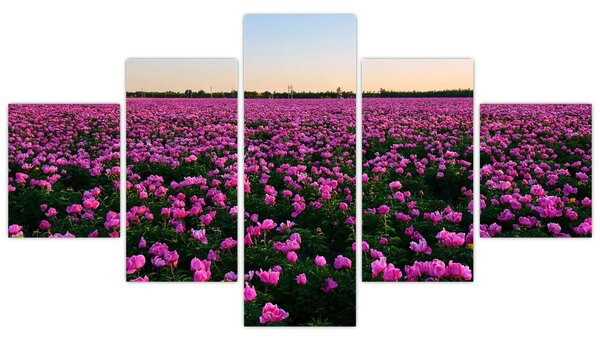 Obraz - Louka fialových tulipánů (125x70 cm)