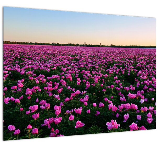Obraz - Louka fialových tulipánů (70x50 cm)