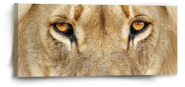 Sablio Obraz Pohled lvice - 110x50 cm