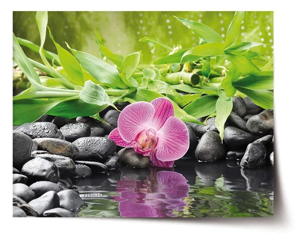Sablio Plakát Růžová orchidej - 60x40 cm