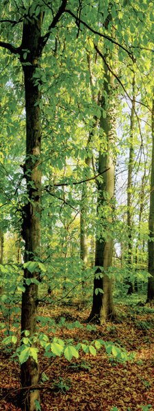 OBRAZ NA PLÁTNĚ, stromy, 30/80/3 cm Euroart - Obrazy na plátně