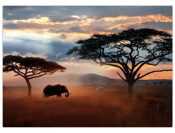 Obraz - Národní park Serengeti, Tanzánie, Afrika (70x50 cm)