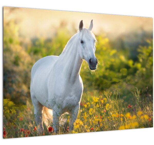 Skleněný obraz bílého koně na louce (70x50 cm)
