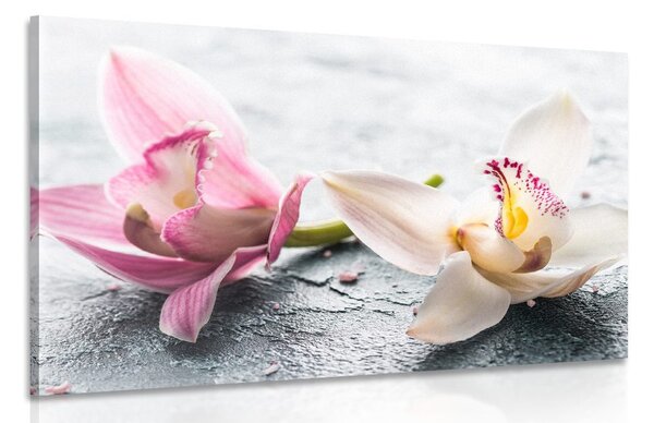 Obraz dva barevné květy orchideje