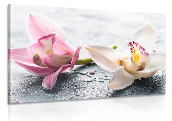 Obraz dva barevné květy orchideje