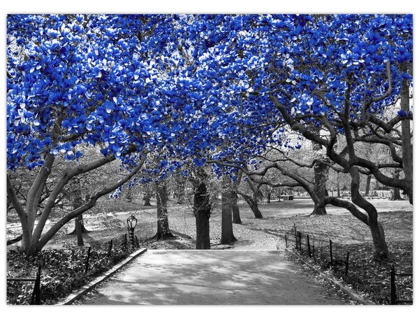 Obraz - Modré stromy, Central Park, New York (70x50 cm)