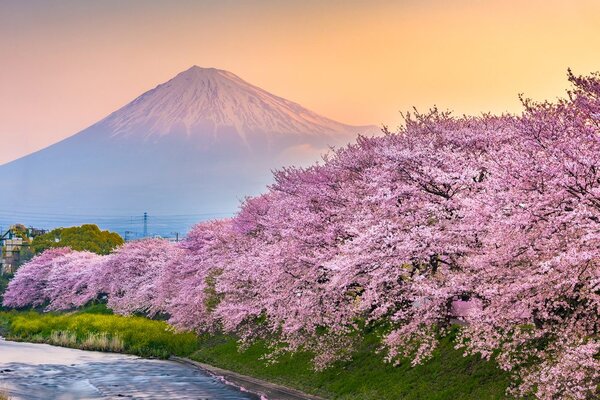 Obraz japonska sopka Fuji