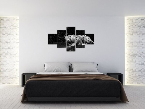 Obraz - Tygr albín, černobílý (125x70 cm)