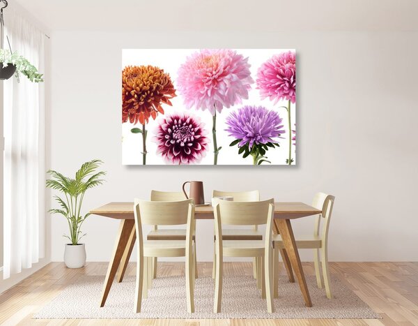Obraz květiny jiřiny v různobarevném designu