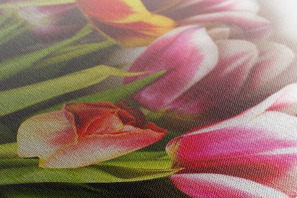 Obraz kytice barevných tulipánů