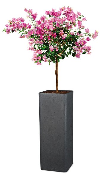 Scheurich Květináč Cube High (výška cca 70 cm, Granit černá) (100349932001)