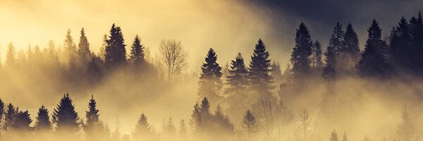 DIMEX | Fototapeta do kuchyně Lesní krajina KI-180-142 | 180 x 60 cm | černá, žlutá