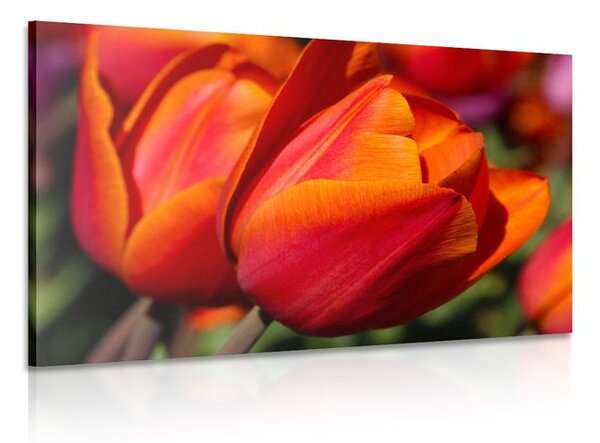 Obraz nádherné tulipány na louce