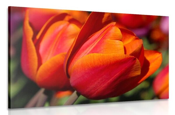 Obraz nádherné tulipány na louce