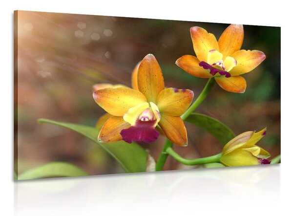 Obraz oranžová orchidej