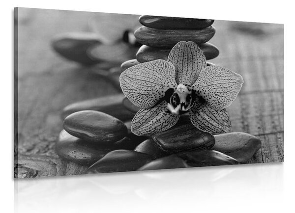 Obraz orchidej a Zen kameny v černobílém provedení