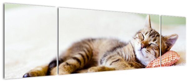 Obraz - Spící kotě (170x50 cm)