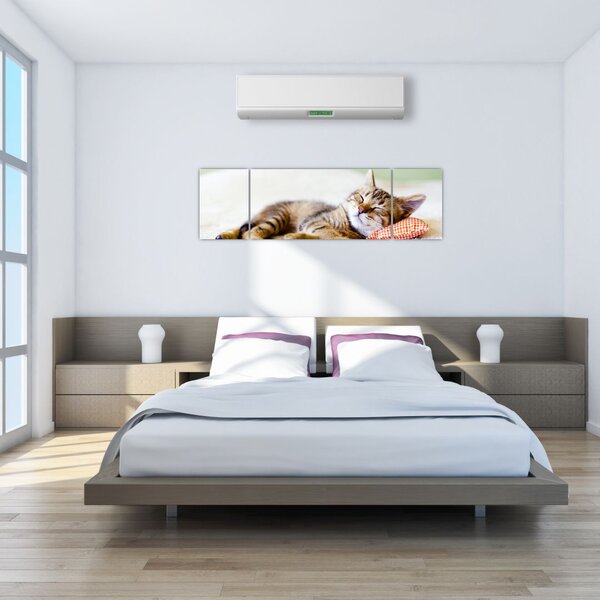 Obraz - Spící kotě (170x50 cm)