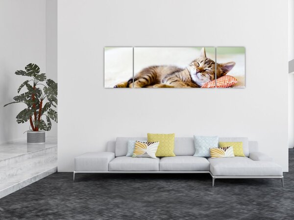 Obraz - Spící kotě (170x50 cm)
