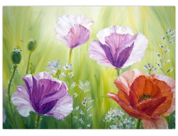 Obraz - Vlčí máky (70x50 cm)