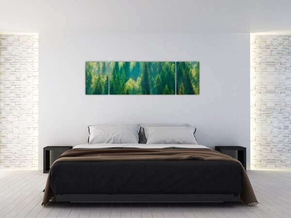 Obraz - Borovicový les (170x50 cm)