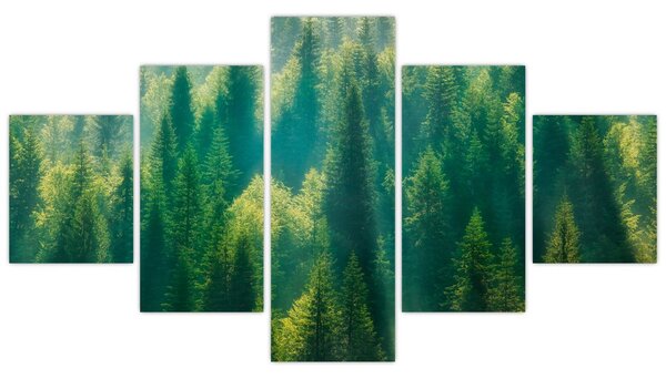 Obraz - Borovicový les (125x70 cm)