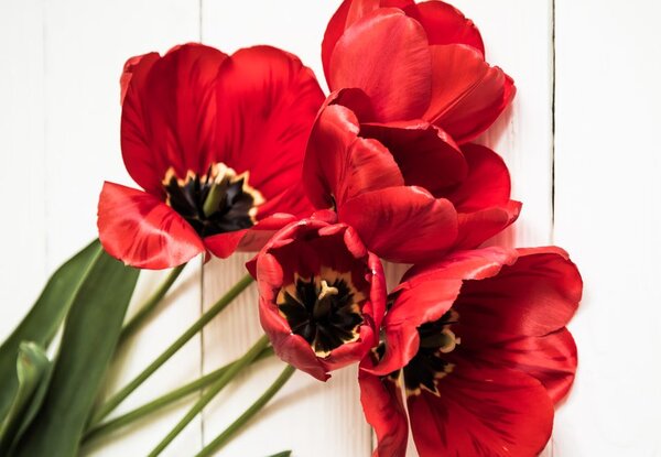 Obraz rozkvetlé červené tulipány