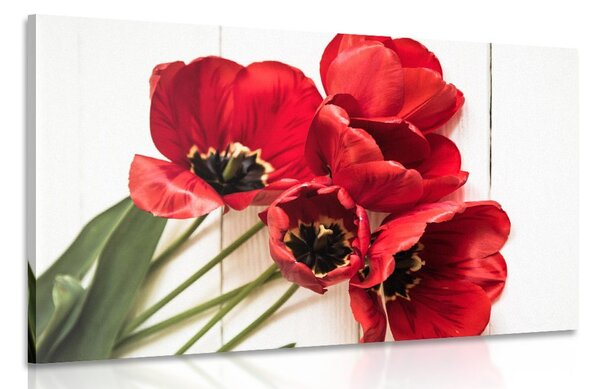 Obraz rozkvetlé červené tulipány