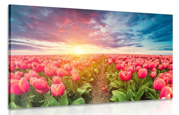 Obraz východ slunce nad loukou s tulipány
