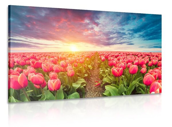 Obraz východ slunce nad loukou s tulipány