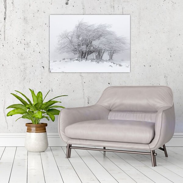 Obraz - Bílá zima (70x50 cm)