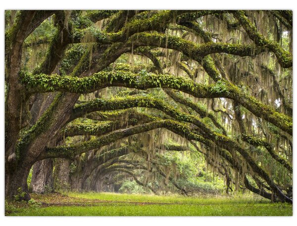 Obraz - Oaks Avenue, Charleston, Jižní Karolína, USA (70x50 cm)