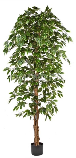 Umělý strom Fikus panašovaný - přírodní kmeny, 180cm