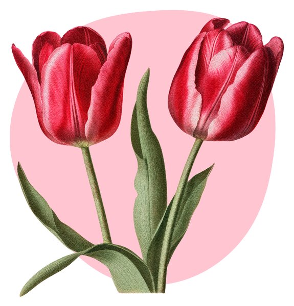 PIPPER. Textilní samolepka na zeď "Tulipány"