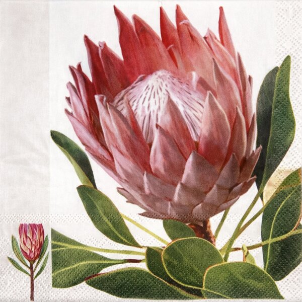 Ubrousky Protea 3400272
