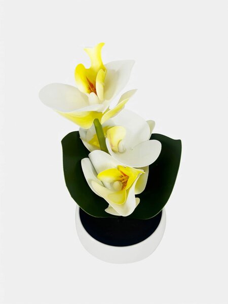 Sinsay - Dekorativní rostlina v květináči – orchidej - krémová