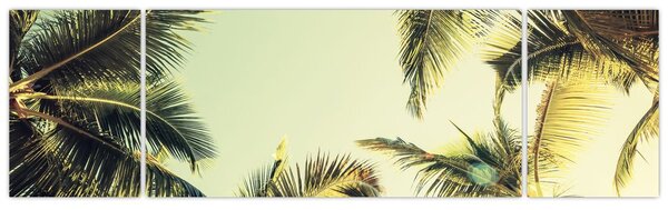 Obraz s kokosovými palmami (170x50 cm)