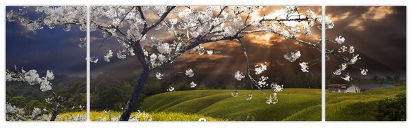 Obraz - Rozkvetlý strom v krajině (170x50 cm)