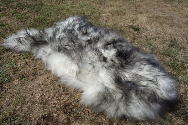 ARCTIC FUR Kožešinka z ovčí kůže 100% příroda