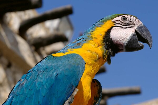 DIMEX | Vliesová fototapeta Papoušek Macaw MS-5-0404 | 375 x 250 cm| modrá, žlutá, šedá