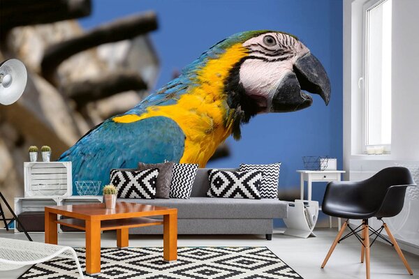 DIMEX | Vliesová fototapeta Papoušek Macaw MS-5-0404 | 375 x 250 cm| modrá, žlutá, šedá