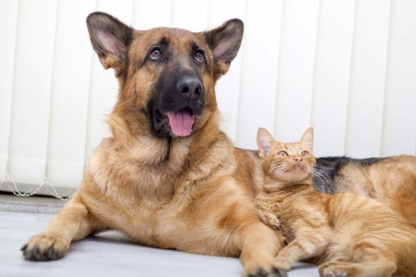 DIMEX | Vliesová fototapeta Kočka a pes MS-5-0425 | 375 x 250 cm| bílá, černá, oranžová, hnědá