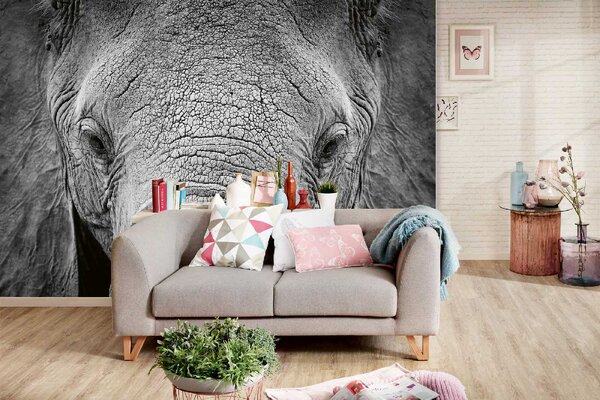 DIMEX | Vliesová fototapeta Slon africký MS-5-0484 | 375 x 250 cm| bílá, černá