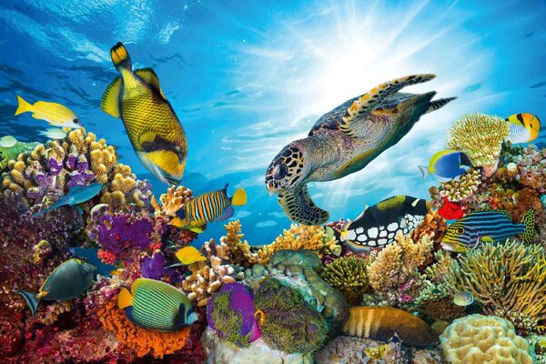DIMEX | Vliesová fototapeta Korálový útes MS-5-0512 | 375 x 250 cm| modrá, červená, fialová, žlutá